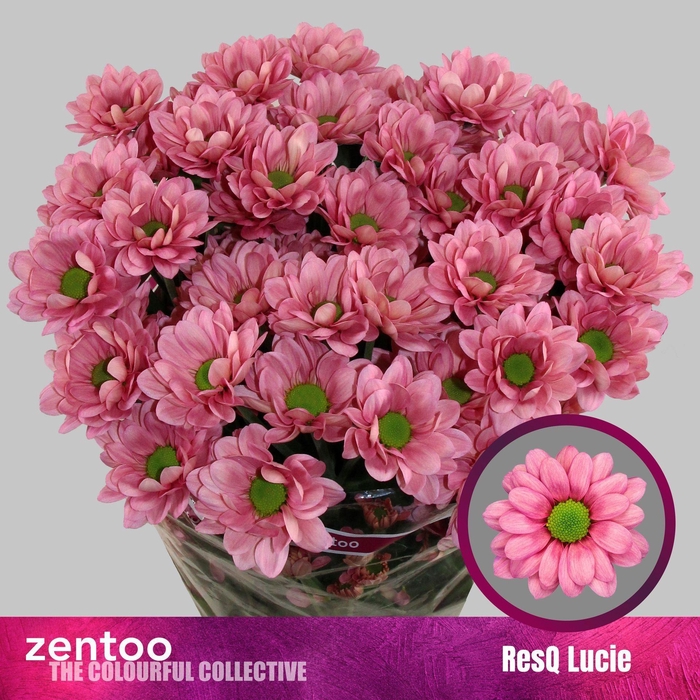 <h4>Chr. Tr 'ResQ Lucie'</h4>