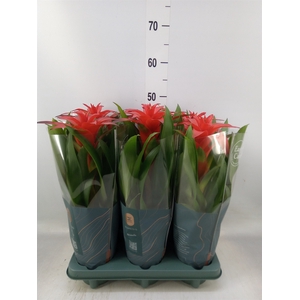 Guzmania  'Calypso'