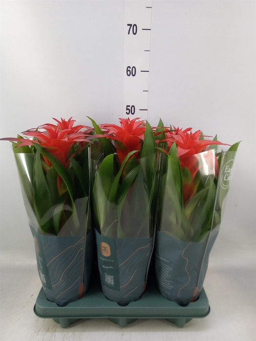 <h4>Guzmania  'Calypso'</h4>