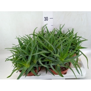 Aloe arborescens