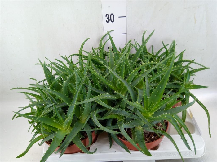 <h4>Aloe arborescens</h4>