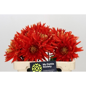 Dahlia Vulcan