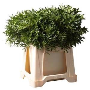 PISTACIA BLAD P BOS