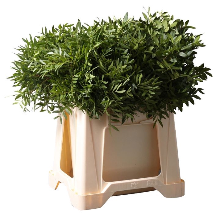PISTACIA BLAD P BOS