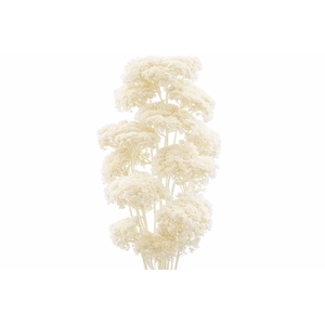 Pres Achillea Parker Bleached Bunch