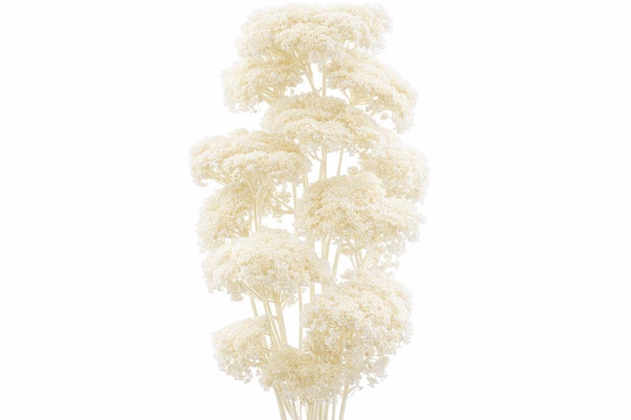 <h4>Pres Achillea Parker Bleached Bunch</h4>