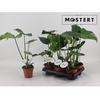 arr8 Monstera Del Thai Co