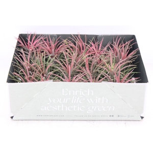 arr3 CP - Till. Ionantha rood x20