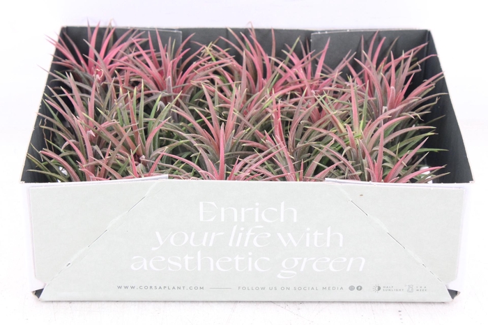 <h4>arr3 CP - Till. Ionantha rood x20</h4>