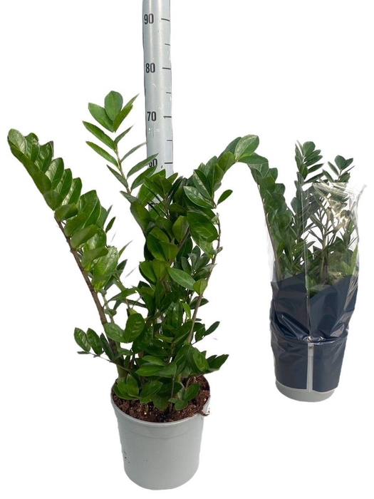 <h4>ZAMIO ZAMIIFOLIA</h4>