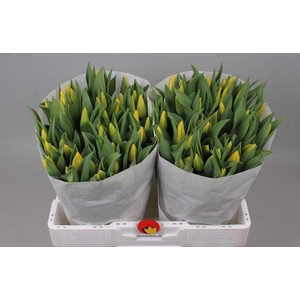 Tulipa si strong gold