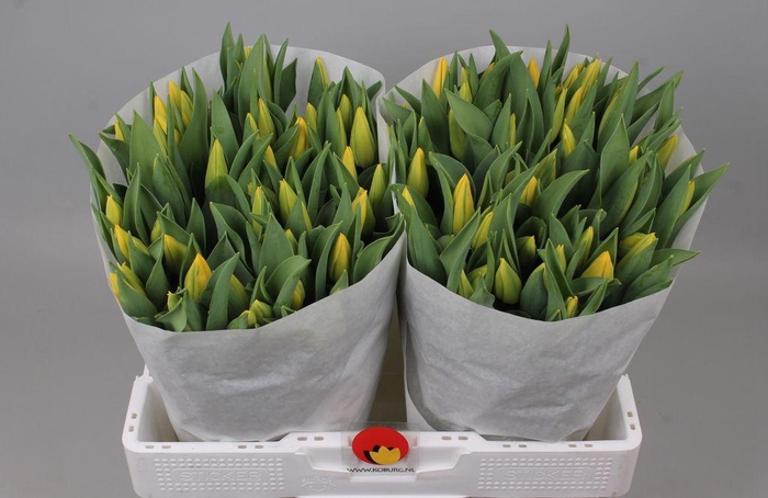 <h4>Tulipa si strong gold</h4>