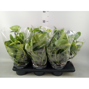Epipremnum pinn.   HG
