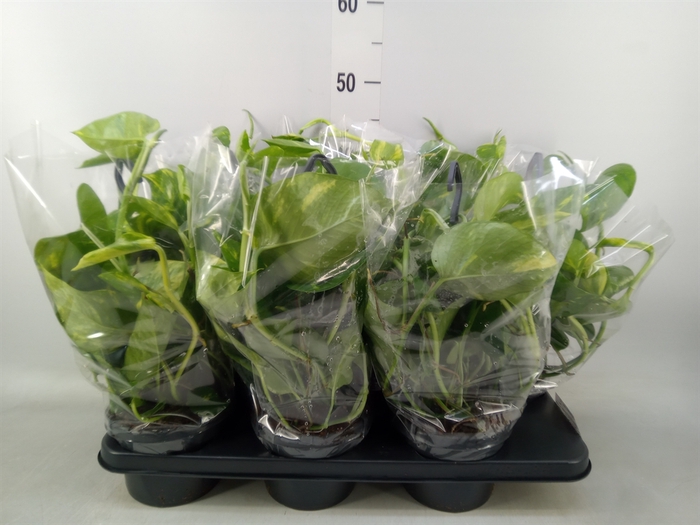 <h4>Epipremnum pinn.   HG</h4>