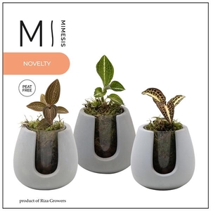 Jewel Orchid - KARMA Jewel Mix | Ibiza