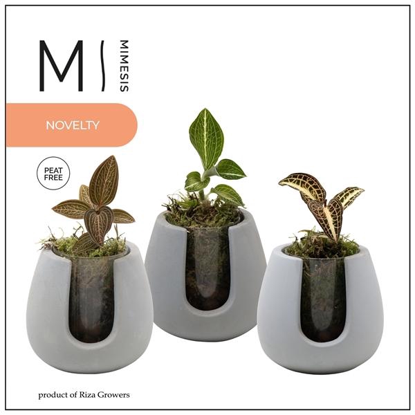 <h4>Jewel Orchid - KARMA Jewel Mix | Ibiza</h4>