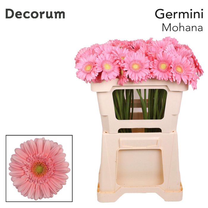 <h4>Germini Mohana Water</h4>