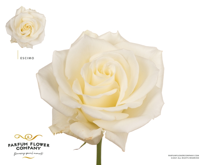 <h4>Rosa Premium Escimo</h4>