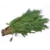 Pinus Strobus Bunch Short