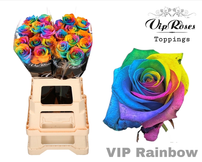 <h4>R GR VIP RAINBOW 65cm</h4>