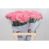 Dianthus St Cerisier