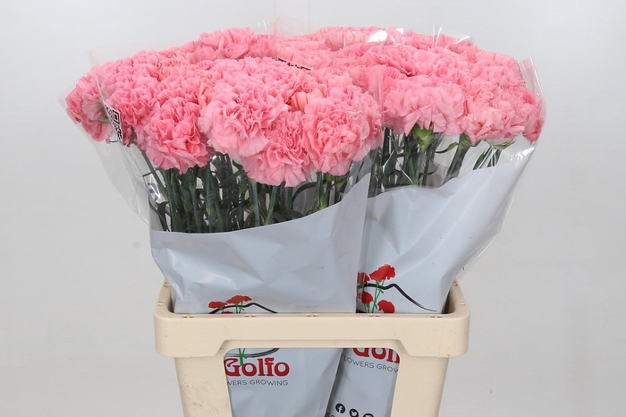 Dianthus St Cerisier