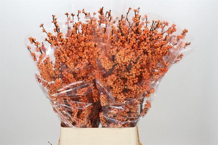 <h4>Ilex Ve Winter Gold</h4>