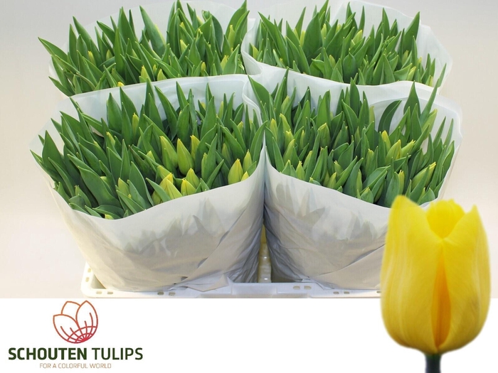 <h4>TU EN STRONG GOLD</h4>