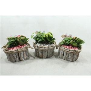 1192 SCHORS R/W MINI