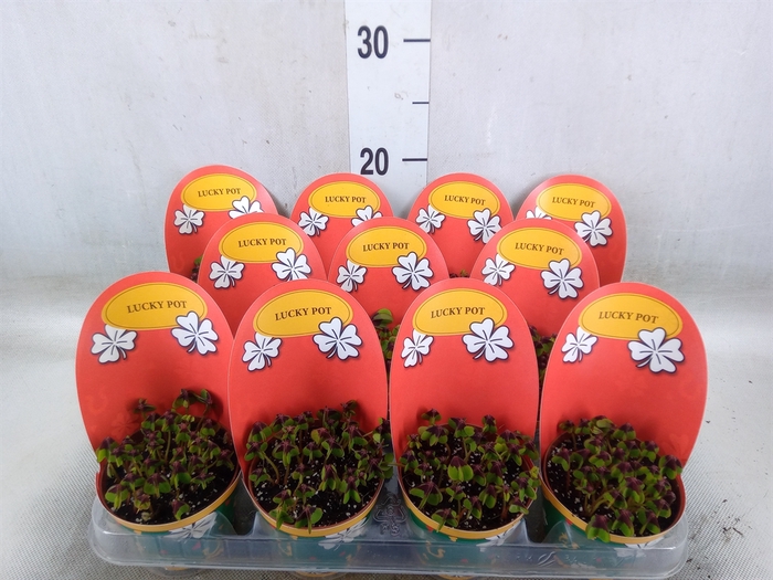 <h4>Oxalis deppei</h4>