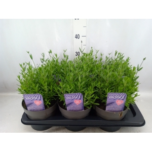 Lavandula angus.