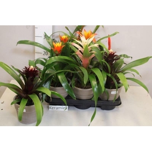 ARR BROMELIA