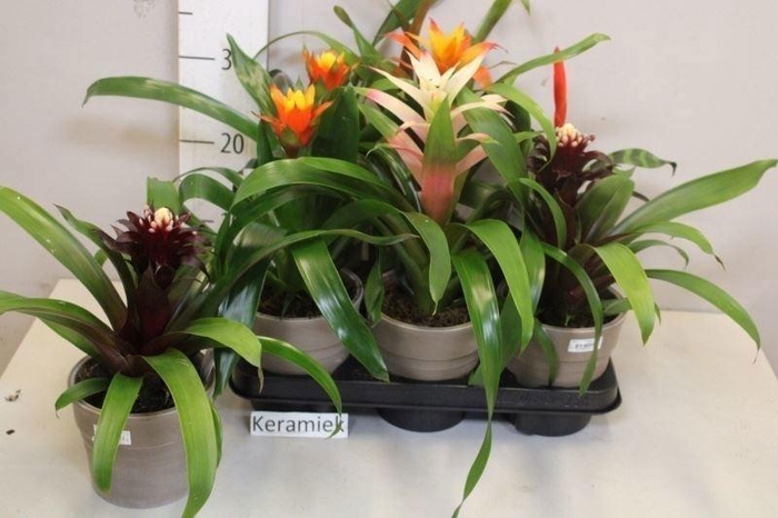 <h4>ARR BROMELIA</h4>