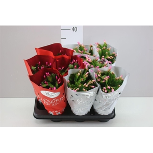 Schlumbergera Gemengd 2 Kleuren