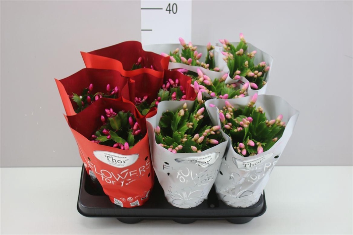 <h4>Schlumbergera Gemengd 2 Kleuren</h4>