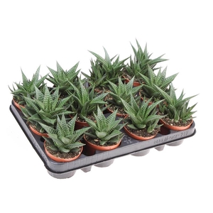 Haworthia Limifolia AL8022