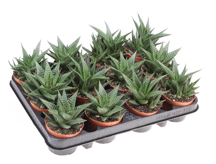 <h4>Haworthia Limifolia AL8022</h4>