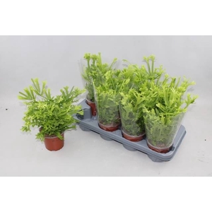 PTERIS WIMSETII