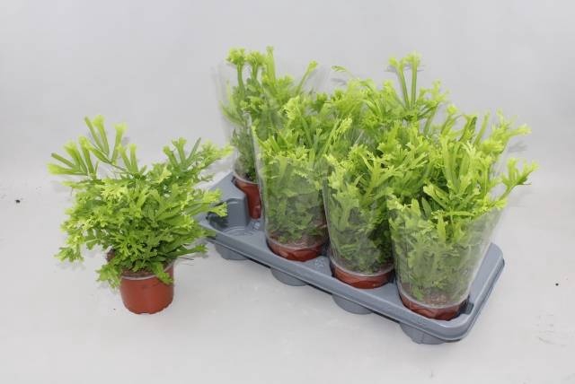 <h4>PTERIS WIMSETII</h4>
