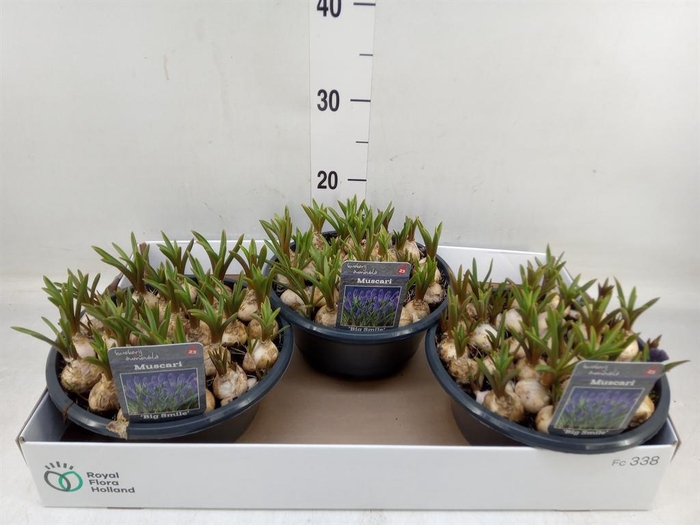 <h4>Muscari  'Big Smile'</h4>