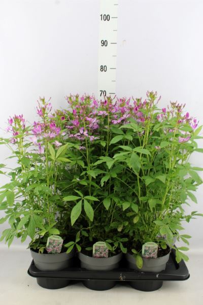 <h4>Cleome</h4>