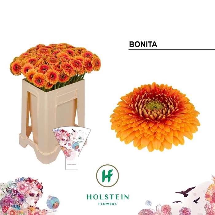 <h4>Ge Mb Pom Bonita</h4>