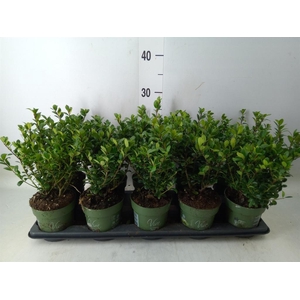 Ilex crenata 'Jenny'