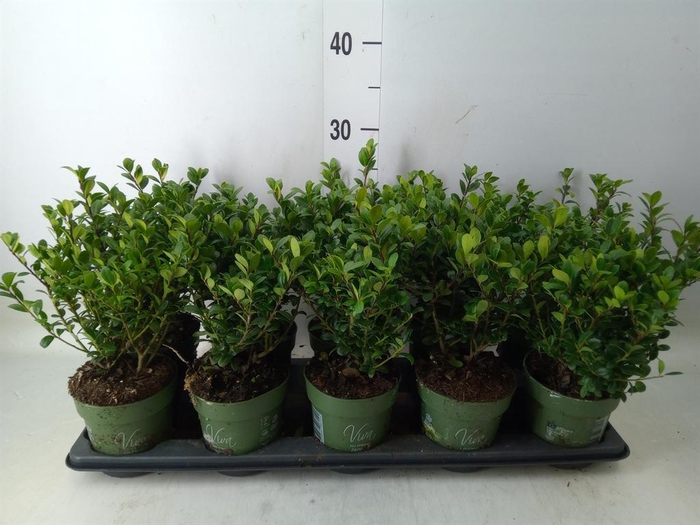 <h4>Ilex crenata 'Jenny'</h4>