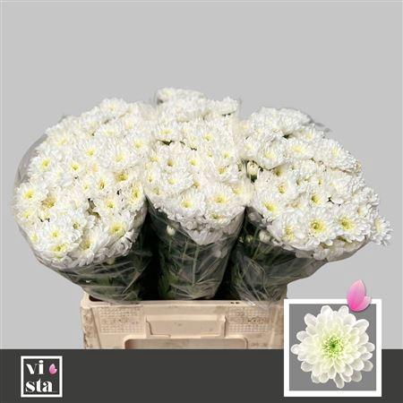 <h4>CHR T ALTAJ ANGEBOT</h4>