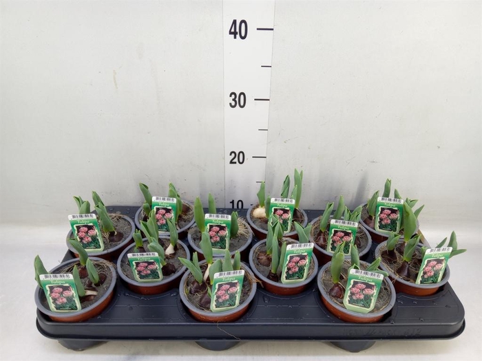 <h4>Tulipa DU ...</h4>