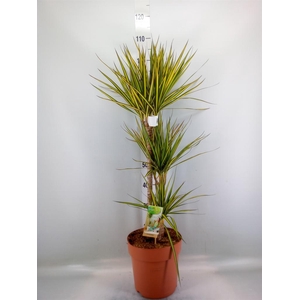 Dracaena marg. 'Sunray'