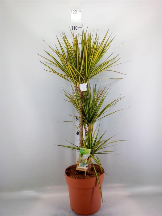 <h4>Dracaena marg. 'Sunray'</h4>
