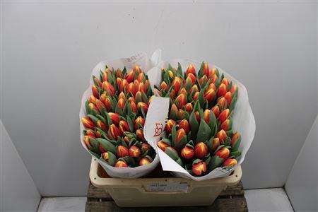 <h4>Tu En Russia</h4>