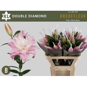 LI OR DU DOU DIAMOND